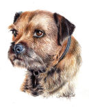 Border Terrier